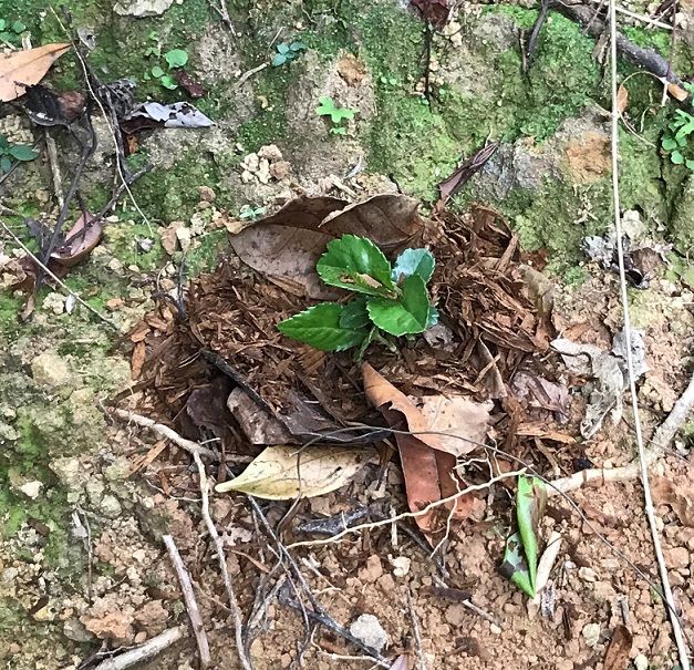 District Tree Planting Day (Area 8)